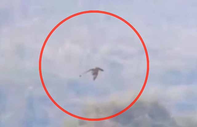 Echte Flugsaurier und Drachen in den USA, Südamerika und Asien gesichtet? (Videos)