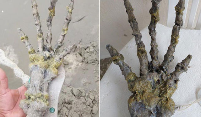 Mysteriöse „außerirdische Hand“ an Strand in Brasilien gespült