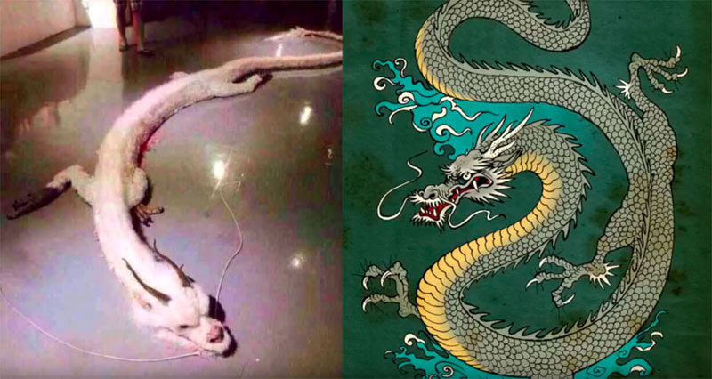 Mysteriöser Drachenfund: Gab es Drachen wirklich? (Video)