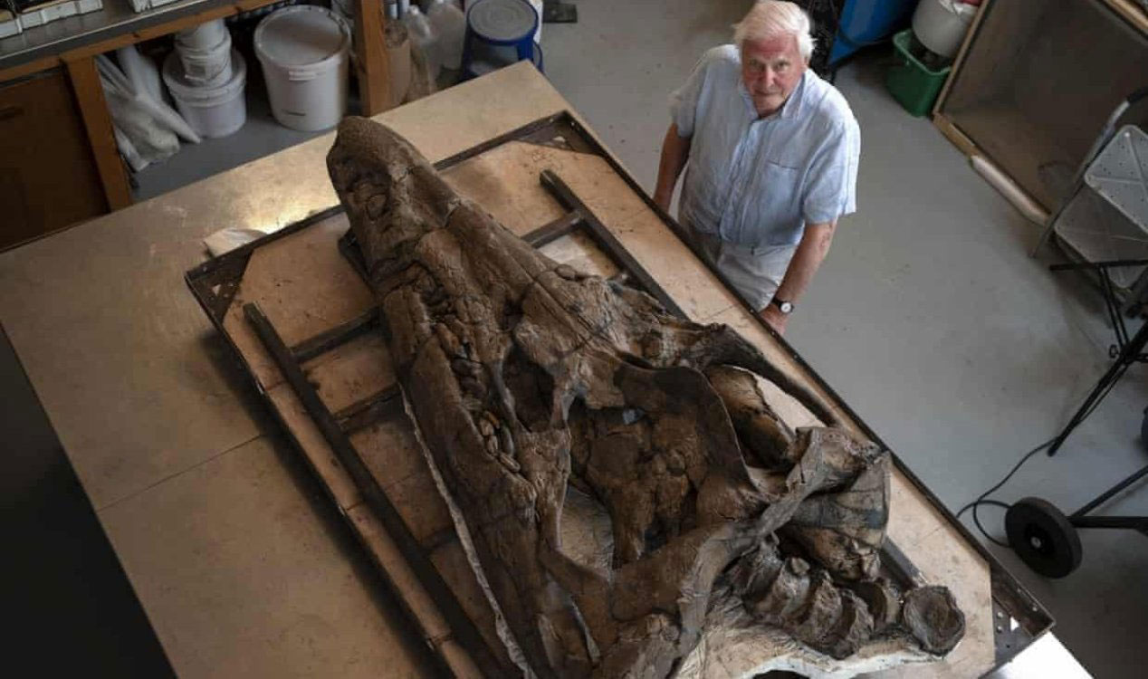Schädel eines kolossalen prähistorischen „Seeungeheuers“ gefunden (Video)