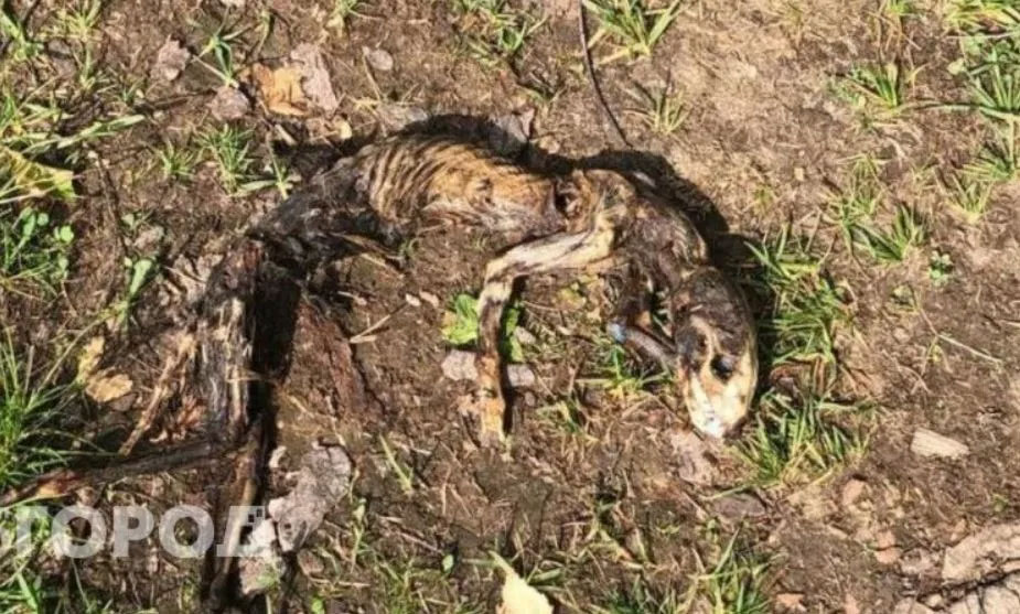 Medienbericht: Mysteriöse Kreatur in russischem Wald sorgt für Aufsehen