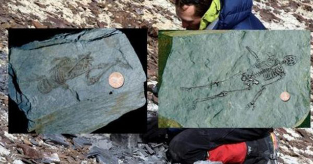 Mysteriöse Entdeckung kleiner, menschenähnlicher Fossilien in der Antarktis, 600 Millionen Jahre alt (Video)