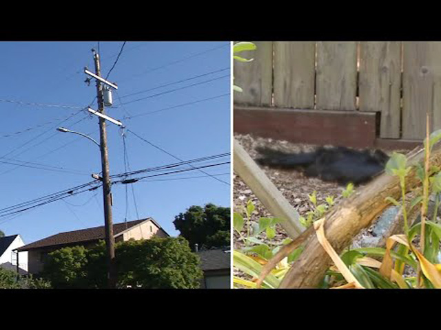 Mysteriöse „explodierende Vögel“ sorgen in kalifornischer Nachbarschaft für Unruhe (Video)
