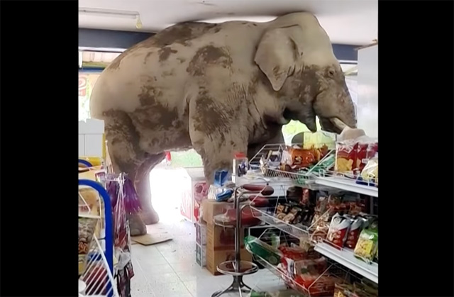 Hungriger wilder Elefant verschlingt Snacks in einem thailändischen Lebensmittelladen (Video)