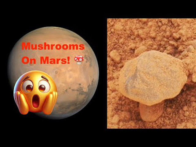 Anomalie-Jäger entdeckt Pilz auf dem Mars? (Video)
