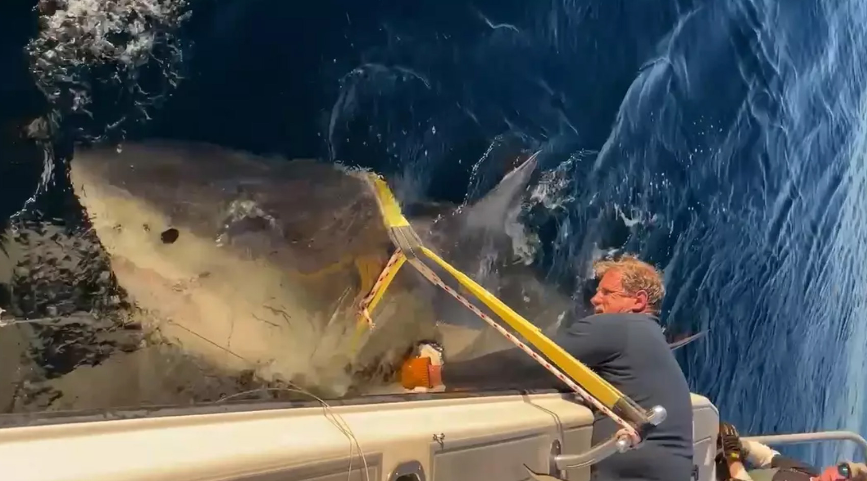 Größter männlicher Weißer Hai, der jemals im Atlantik registriert wurde, auf dem Weg zu einem beliebten US-Urlaubsziel (Video)