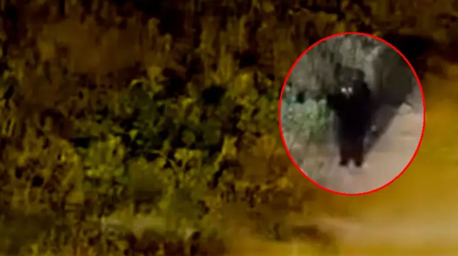 Medienbericht: Bizarre „mysteriöse Kreatur“ in Mexiko angetroffen (Video)