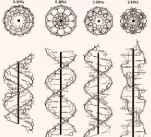 Experiment von russischen Wissenschaftlern: Die menschliche DNA ist nicht nur ein biologischer Bauplan … sie vibriert, sie schwingt …