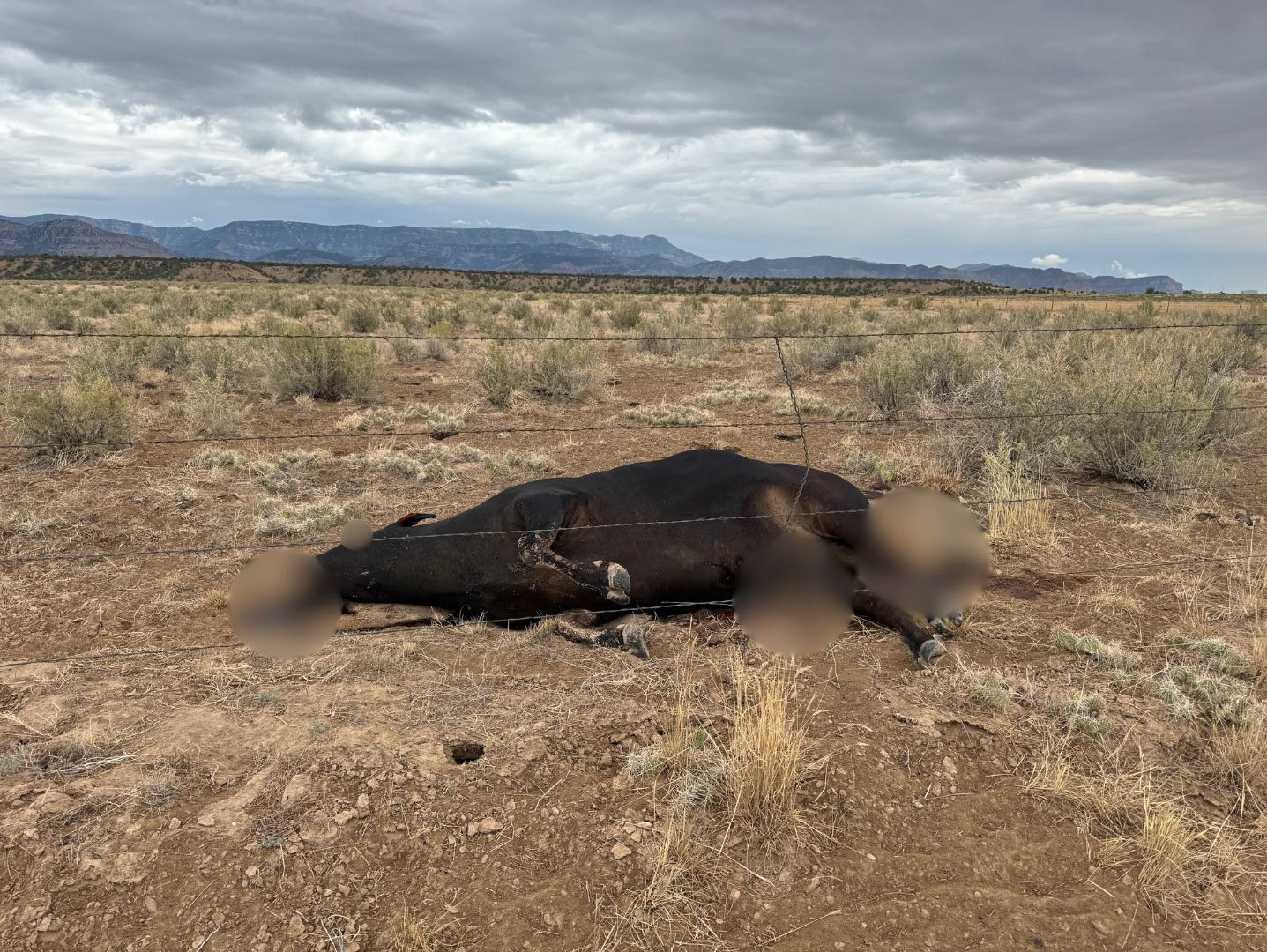 Rancher beauftragt paranormale Ermittler im Fall der Viehverstümmelung
