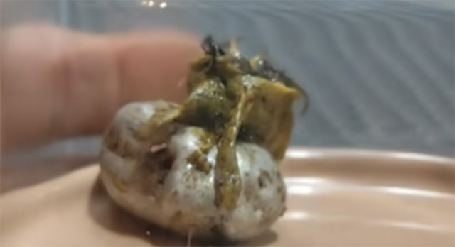 Außerirdischer in Panama? Mann behauptet, Meteorit habe sich in klebrige, stinkende Kreatur wie Marvels Venom „verwandelt“  (Videos)