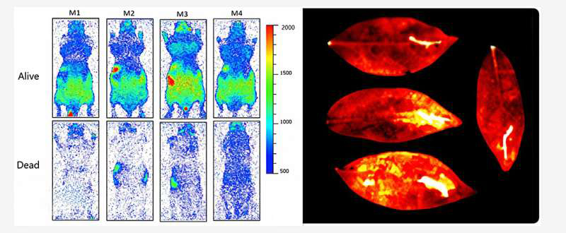 Neue Bilder zeigen, dass der Glanz des Lebens mit dem Tod erlischt
