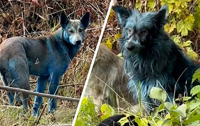 Rätsel um blaue Hunde in der Sperrzone von Tschernobyl (Video)
