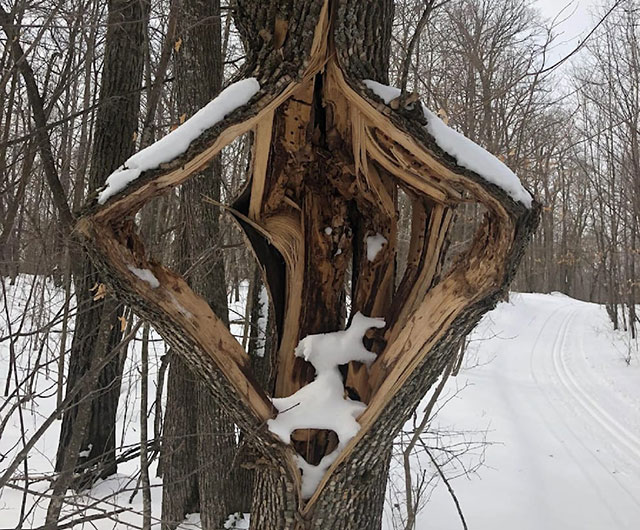 Ungewöhnliches Phänomen: Bäume „explodieren“ nach Monster-Sturm in den USA (Video)