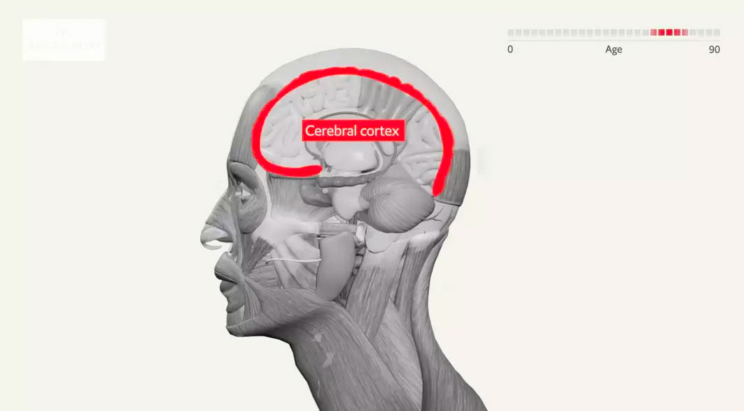 Ein unglaubliches Video enthüllt alles, was sich im Gehirn von der Geburt bis zum Tod verändert (Video)