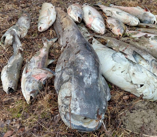 Angler rätseln über Hunderte tote Riesen-Fische
