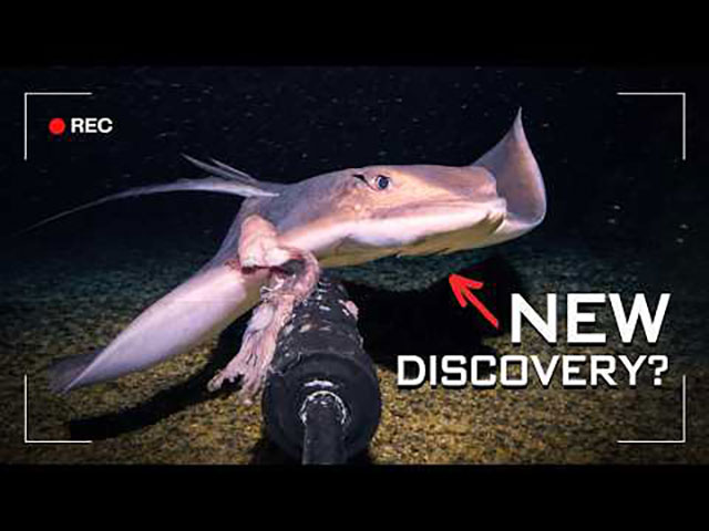 „Insel der schwarzen Magie“ : Mann lässt Kamera auf den Meeresgrund fallen und filmt „erste Aufnahmen eines Lebewesens“