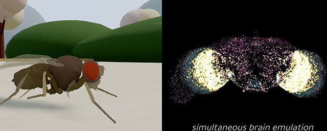 Wissenschaftler verkünden erstmals „virtuellen Gehirn-Upload“ (Video)