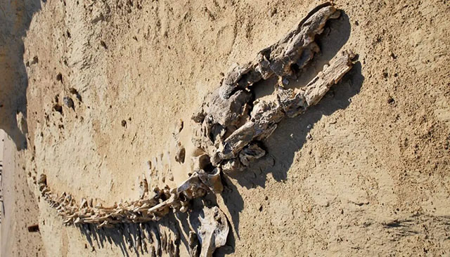 Ägyptens verborgener Schatz: Das Tal der Wale – Eine Reise jenseits der Pyramiden (Video)