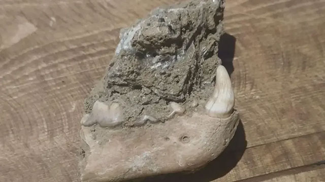 Ein „unglaublich seltener“ Urzeit-Vielfraß, der vor 90.000 Jahren lebte, wurde in einer Höhle in Yorkshire entdeckt