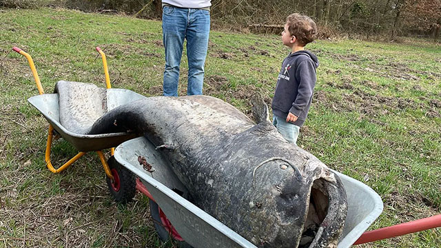 „Er wurde zum Mythos“: Legendärer Riesenwels aus Weiher geborgen