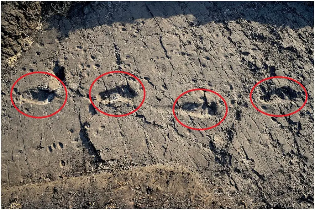 Begegne den 3,6 Millionen Jahre alten Fußspuren Afrikas