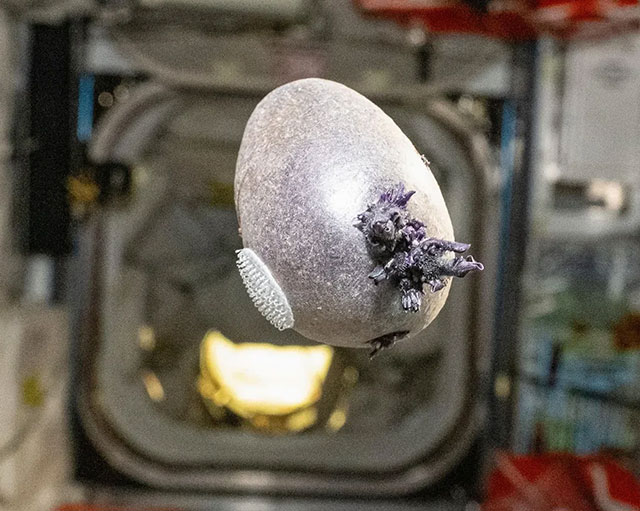 Ein NASA-Astronaut teilt ein neues Foto von verdrehtem, violettem Gebilde an Bord der Internationalen Raumstation