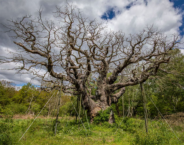 🌳 Großbritanniens berühmtester Baum ist nach rund 1000 Jahren gestorben 🌳
