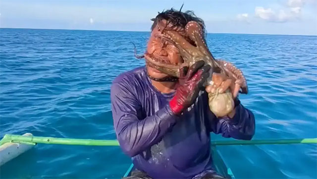🐙 🌊 Ein Oktopus saugt sich an einen Fischer und erstickt ihn beinahe in grauenhaften Szenen, während dieser wiederholt mit einem Knüppel auf ihn einschlägt (Video)