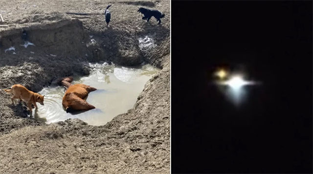 🛸 🐴 Nach einer UFO-Sichtung wurden in Argentinien fünf verstümmelte Pferde gefunden