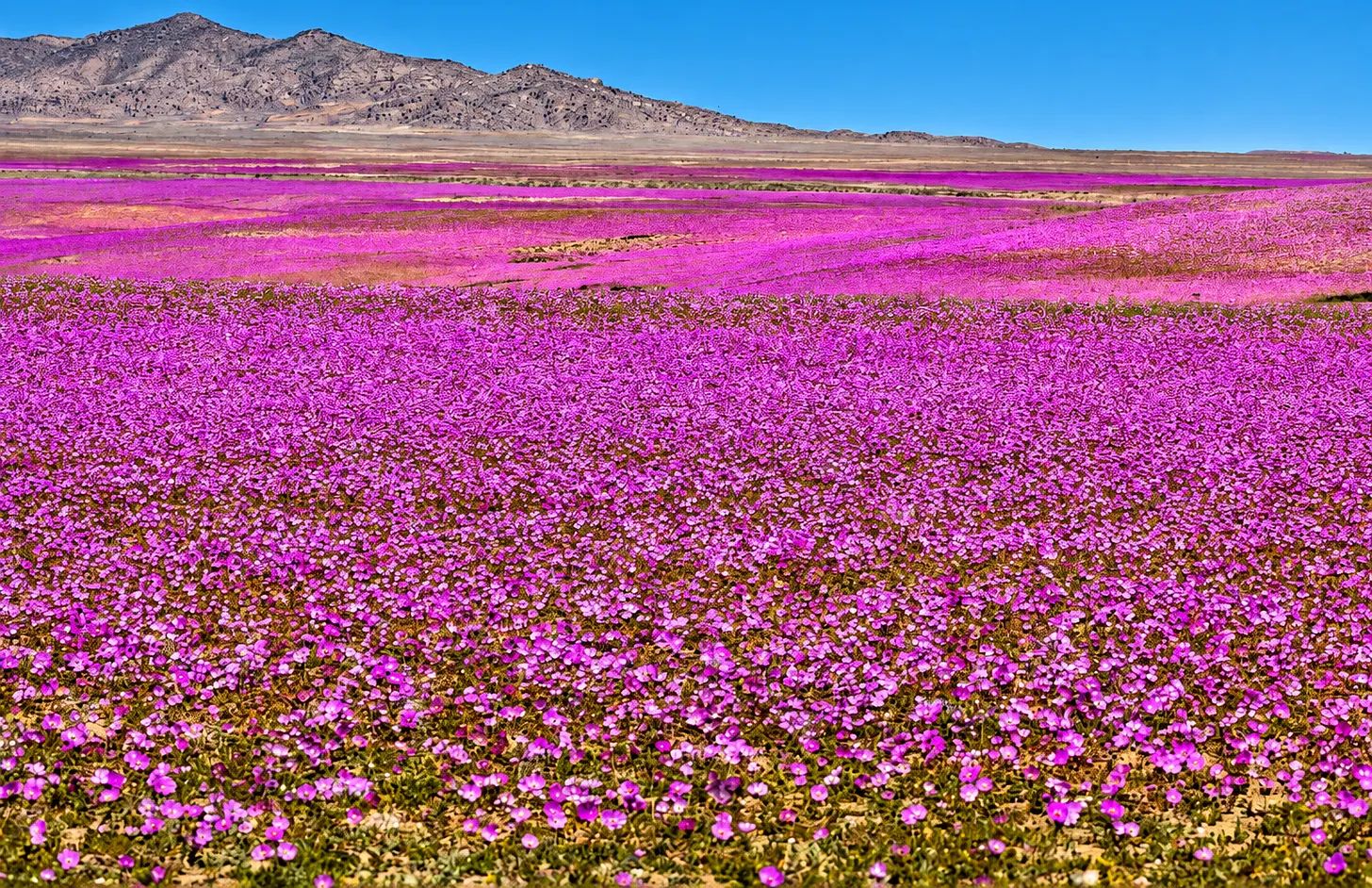 🌧️  💧 El Niño weckt die Atacama-Wüste auf