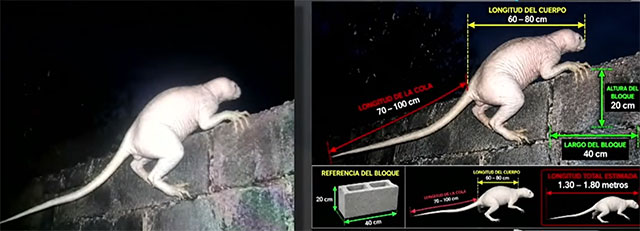 😈 🦖 Wildkamera fotografiert bizarre „mysteriöse Kreatur“ in Mexiko (Video)