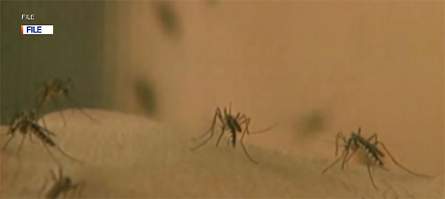 🪰 Schwärme von Mücken erobern diesen Herbst Los Angeles (Video)